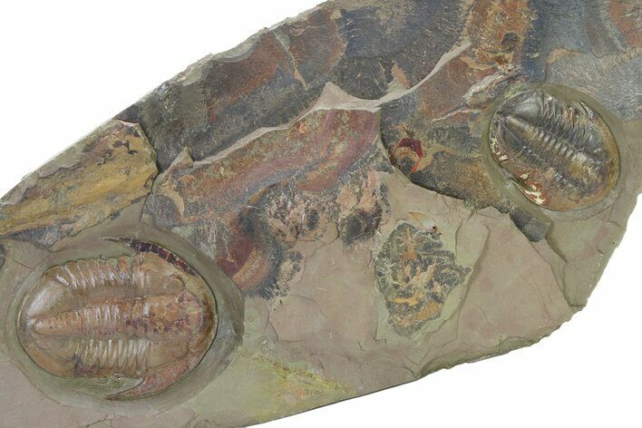 Beautiful, Large, Double Asaphid Trilobite Plate - Fezouata Formation #322389